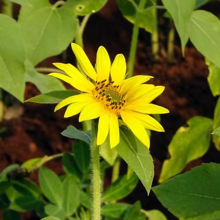 Aarya Farm Bed and Breakfast Bhom Buitenkant foto